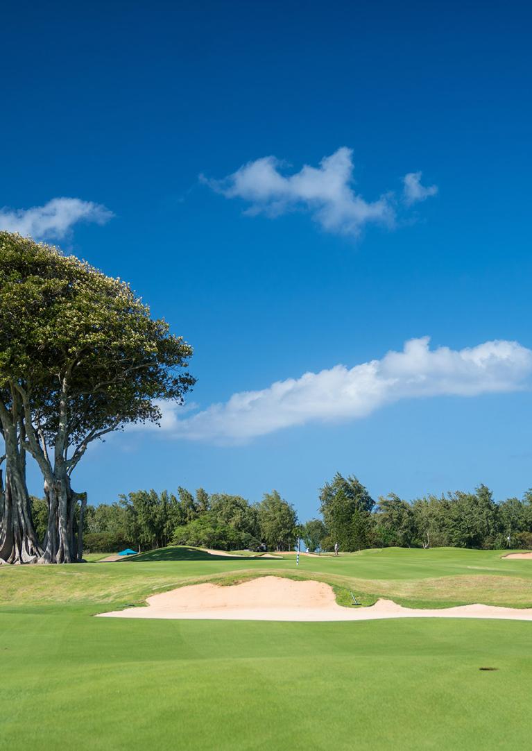 Turtle Bay golf course green