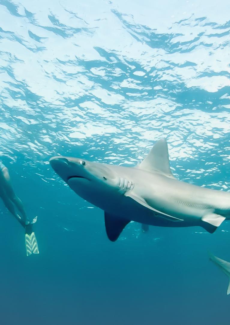 Shark Diving