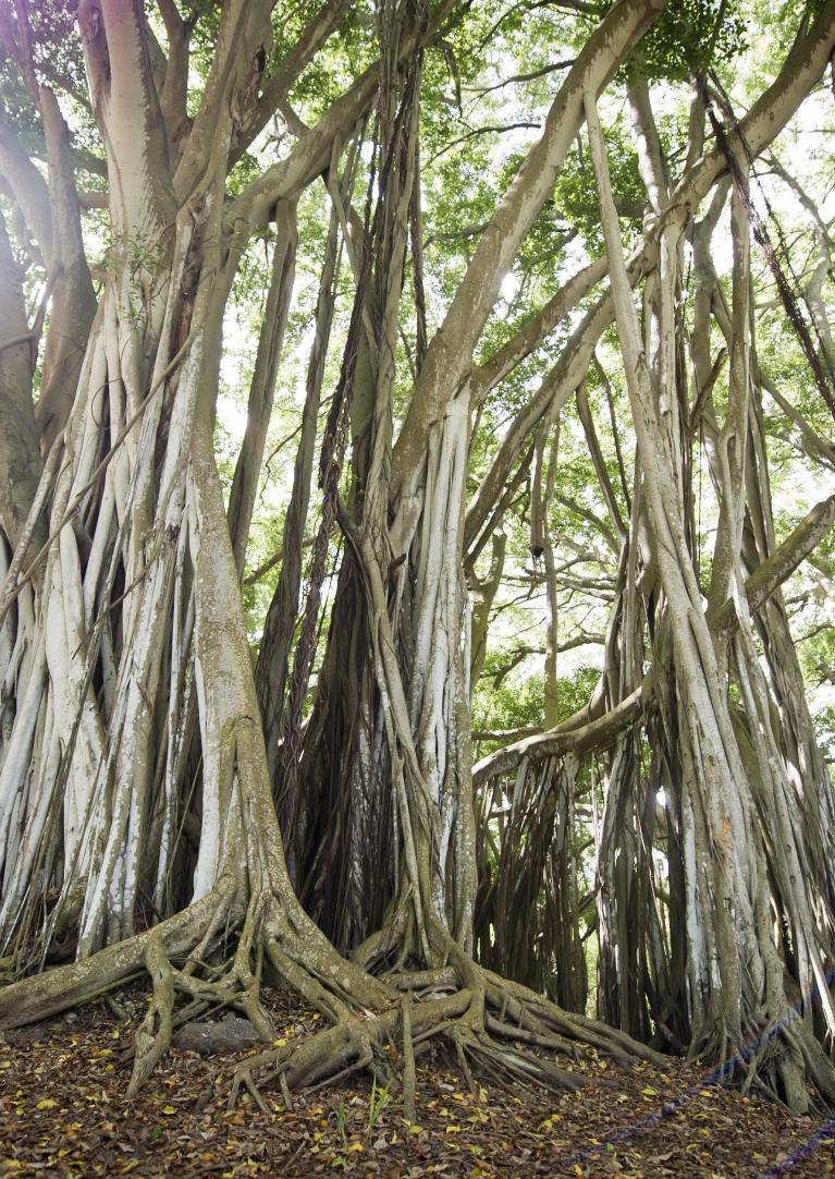 Banyan Tree