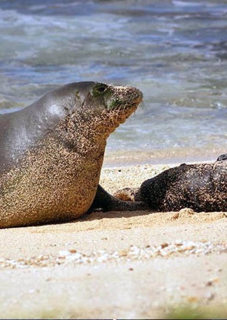 Honey Girl Hawaiian Monk Seal