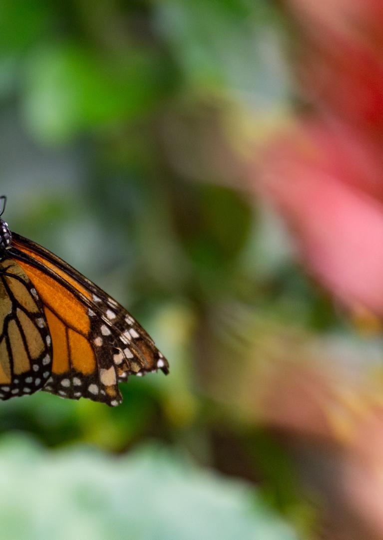 Moms and Monarch Butterfly
