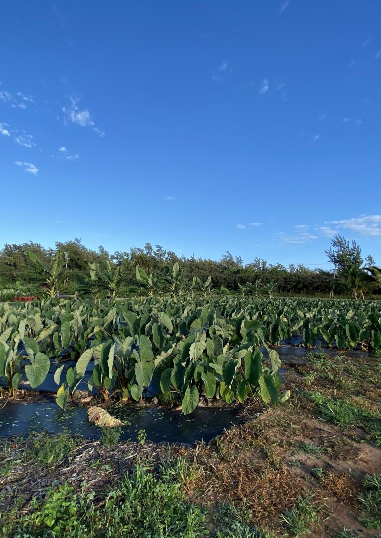 Kuilima Farm