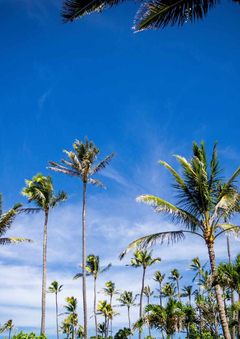 Palm trees landscape