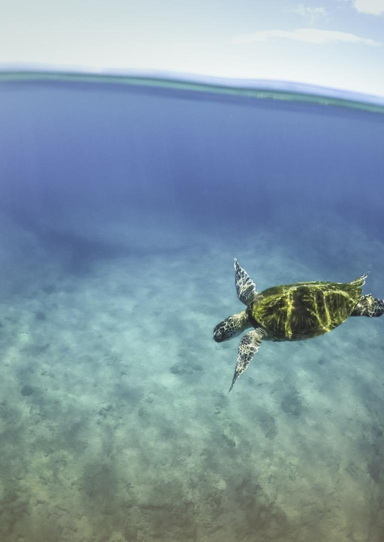 Turtle Bay Resort Parking: Easy Access Tips & Tricks 2 Turtle Bay Resort Parking: Easy Access Tips & Tricks