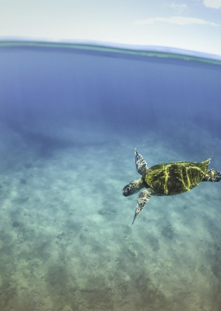 Ultimate Guide to Sea Turtles in Hawaiʻi