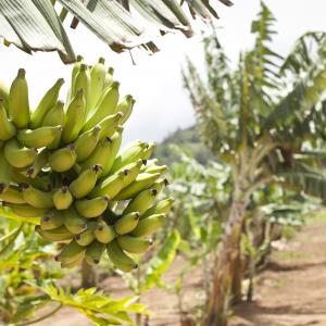 Banana Tree