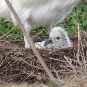 Albatross