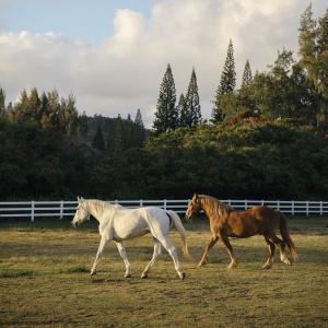 Horses at the Stables