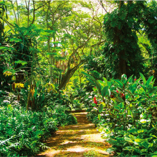Hawaiian Garden