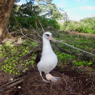 Albatross