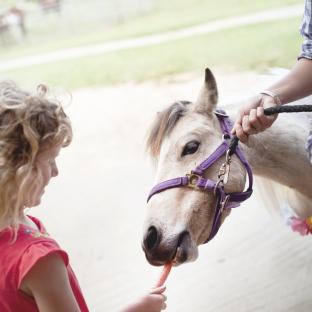 Pony