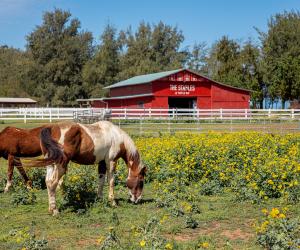 North Shore Stables