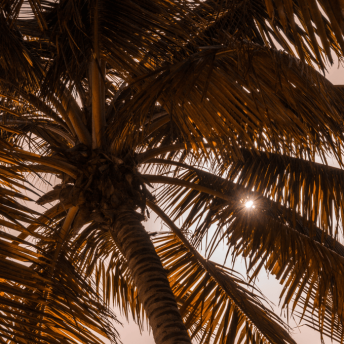 Palm Tree at sunset
