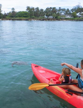 Turtle Kayak tour